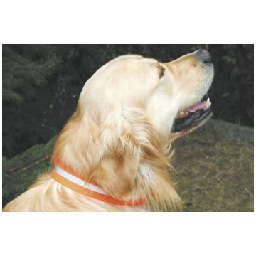 Hunde-Signalhalsung 3,5cm breit mit Schnallenverschluss